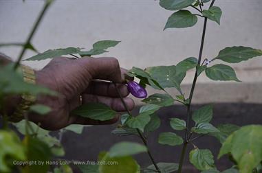 Thekkady, Abrahams Spice Garden, Chilli_DSC7214_H600